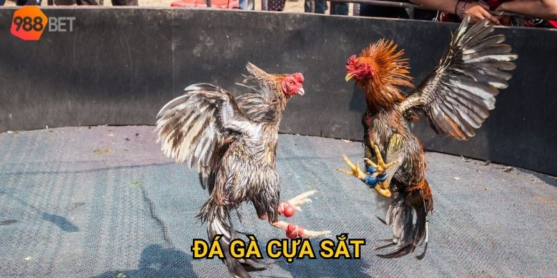 Làm sao để đặt cược hiệu quả khi chơi đá gà cựa sắt tại 988Bet? 3 Làm sao để đặt cược hiệu quả khi chơi đá gà cựa sắt tại 988Bet?