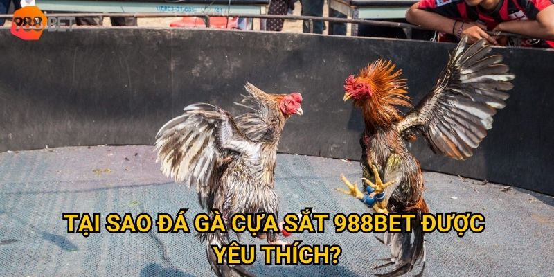 Tại sao đá gà cựa sắt 988Bet được yêu thích?