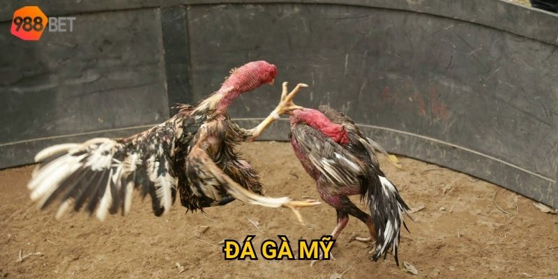 Đá gà Mỹ tại 988Bet có gì đặc biệt so với các loại hình khác? 6 đá gà mỹ