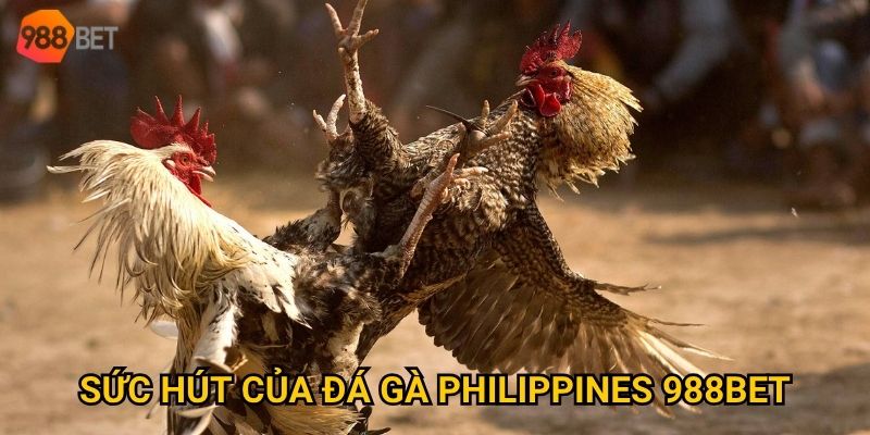 Có nên thử sức với đá gà Philippines tại 988Bet? 2 Sức hút của đá gà Philippines 988Bet