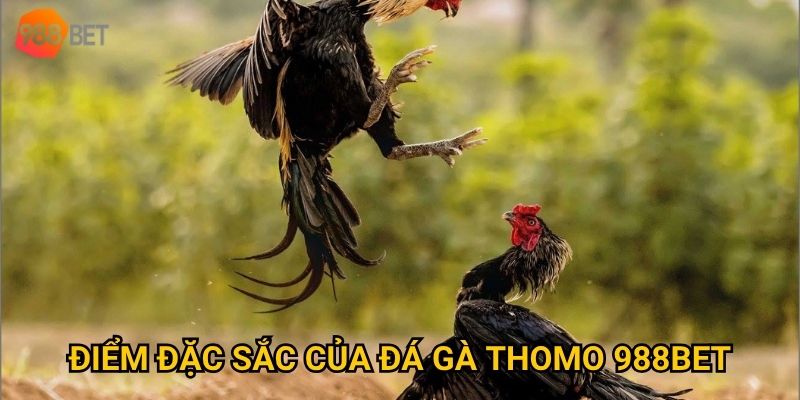 Điểm đặc sắc của đá gà Thomo 988Bet
