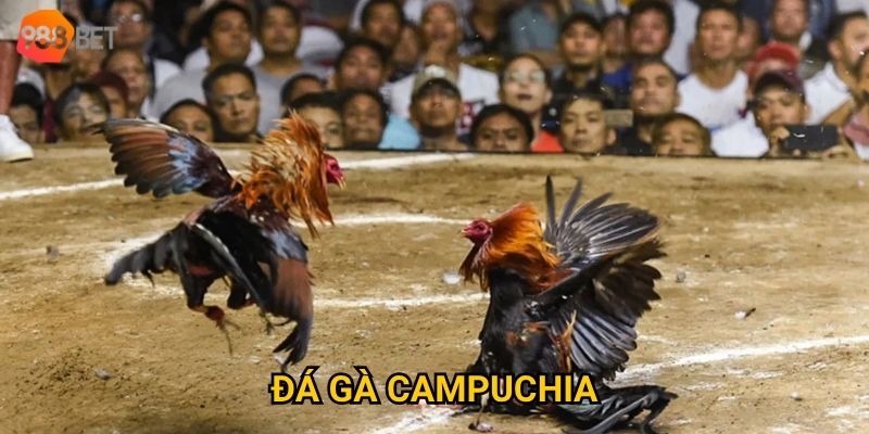 Có nên tham gia đá gà Campuchia tại 988Bet để kiếm thưởng lớn? 2 Có nên tham gia đá gà Campuchia tại 988Bet để kiếm thưởng lớn?