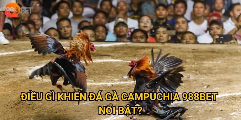 Có nên tham gia đá gà Campuchia tại 988Bet để kiếm thưởng lớn? 2 Điều gì khiến đá gà Campuchia 988Bet nổi bật?