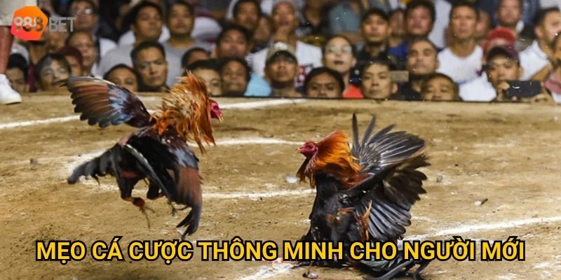 Có nên tham gia đá gà Campuchia tại 988Bet để kiếm thưởng lớn? 3 Mẹo cá cược thông minh cho người mới